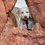 Bailey Houston - @bailey_the_doodle21 - Instagram