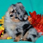 Bailey ❤️Houston Pom - @missbaileysadventures - Instagram