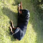 bailey - @big_boy_bailey_howarth - Instagram