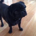 Bailey Howarth - @bailey_the_pug6 - Instagram