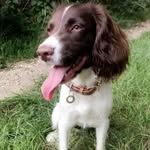 Bailey Howarth - @bailey_0105no1doggo - Instagram