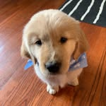bailey howarth - @puffypuppybailey - Instagram