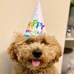 Bailey C Huggins - @bailey.thebichpoo - Instagram