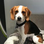 Bailey Hughes - @bailey___beagle - Instagram