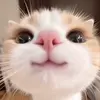 Bailey Hyatt - @chumbobrown - TikTok