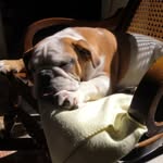 𝓑𝓪𝓲𝓵𝓮𝔂 𝓫𝓾𝓵𝓵𝓭𝓸𝓰 𝓲𝓷𝓰𝓵𝓮𝓼 🐶 - @bailey.bulldog22 - Instagram
