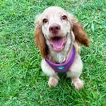 Bailey | Cocker Spaniel Inglés 🌷 - @bailey.thecocker.cr - Instagram