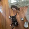 Bailey and Jingles - @bailey_jingles - TikTok