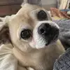 dangitmango - @baileyirving4 - TikTok