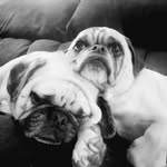 Bella & Bailey Iverson-Compton - @bellawithbailey - Instagram