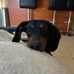 Bailey Jimenez🐾 👸🏻 - @bailey.teckel - Instagram