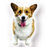 Bailey Joy - @corgibaileyus - Instagram