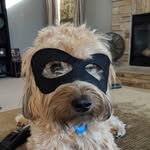 Bailey Joy Renfro - @bailey_thewhoodle - Instagram