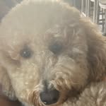 Bailey Joy Romero🐾 - @baileyjoy_doodle2 - Instagram