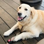 BEILIJA KARLA / GOLDEN RETRIEVER - @bailey_joypaw - Instagram