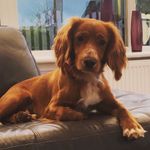 Bailey Kane🐶 - @baileythecockerspaniel_ - Instagram