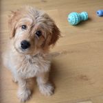Bailey Kerr - @itsbaileythegroodle - Instagram