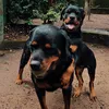 Bailey & Kyro - @bailey.kyro - TikTok