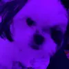 *klaus+bailey* - @bailey.ratdog2 - TikTok