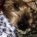 Bailey Knott - @bailey_the_yorkie06 - Instagram