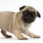 Bailey1234 - @king_kong_bailey - Instagram