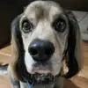 Bailey - @baileykrieger0310 - TikTok