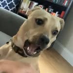 Bailey Lake - @the_many_moods_of_bailey - Instagram