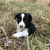 baileylakefarm - @baileylakefarm - TikTok