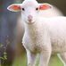 Bailey Lamb - Facebook