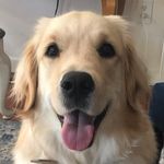 Bailey Lamb - @baileys_bark - Instagram