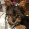 bailey.lamb.doyle - @puppupbellaboo - TikTok