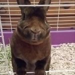 Bailey Landry & Bunny Lives - @baileylandry612 - Instagram