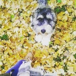 bailey lay - @_bailey_the_cockapoo - Instagram