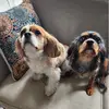 Bailey & Leala Buffalo Cavs - @bailey.leala.buff - TikTok
