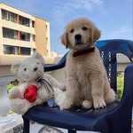 𝑩𝒂𝒊𝒍𝒆𝒚 𝑳𝒆𝒂𝒍 𝑹𝒊𝒃𝒐𝒏 - @soybaileygolden - Instagram
