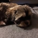 Bailey Lind - @baileythedog_lind - Instagram