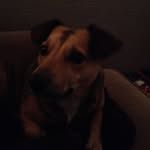 Bailey Lomas - @_bailey_the_dog_5 - Instagram