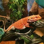 Bailey Loomis - @ooblarthelizard - Instagram