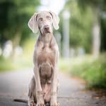 Bailey aka Lord Bailey - @_lord_bailey_ - Instagram