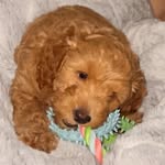 Lord Bailey the 1st - @lord_baileypaddingtonbear - Instagram