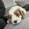 lordbaileythecavapoo - @lordbaileythecava - TikTok