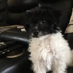 Bob the builder - @baileylougheed3 - Instagram