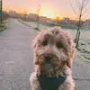 Bailey Lowe - @bailey_the_dog.0 - TikTok