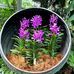Bholi Lower - Facebook