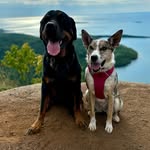 Bailey & Luna - @bailey_rottie_luna_heeler - Instagram