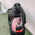 Bailey & Luna - @baileyandlunathelabs - Instagram