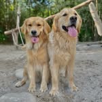 𝔹𝕒𝕚𝕝𝕖𝕪 & 𝕃𝕦𝕟𝕒 - @_thegoldenbailey_ - Instagram