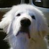 Bailey + Luna - @elishar11608 - TikTok