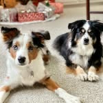 Bailey & Luna - @baileyandluna_theminiaussies - Instagram
