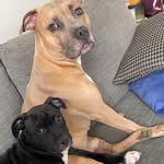 Bailey & Luna 🐾 - @bailey_luna_staffie - Instagram